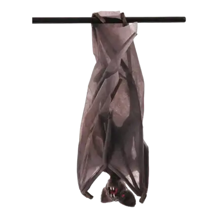 PIPISTRELLO CON ALI PIEGHE - 52 X 24 X 15 CM