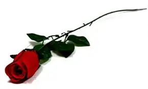 Tipo di fiore artificiale rosa con stelo