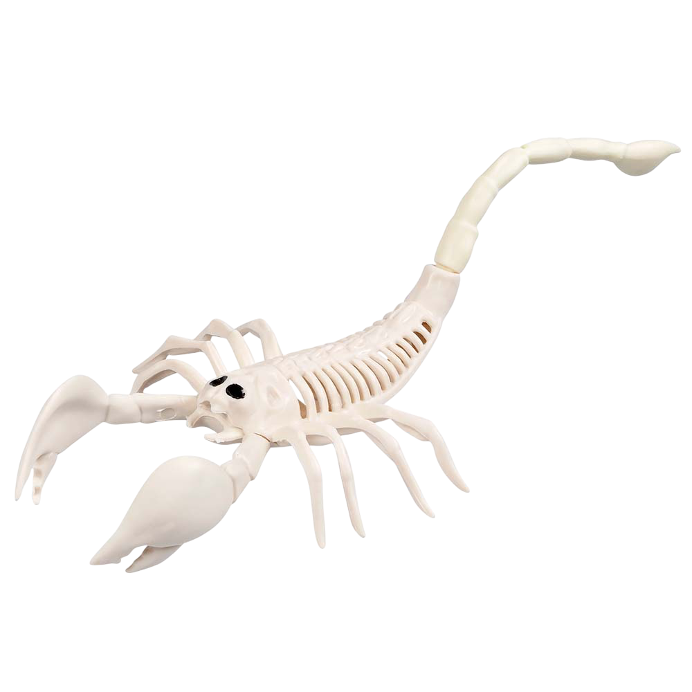 Scheletro di scorpione 33 x 14 x 8 cm – Decorazione di Halloween