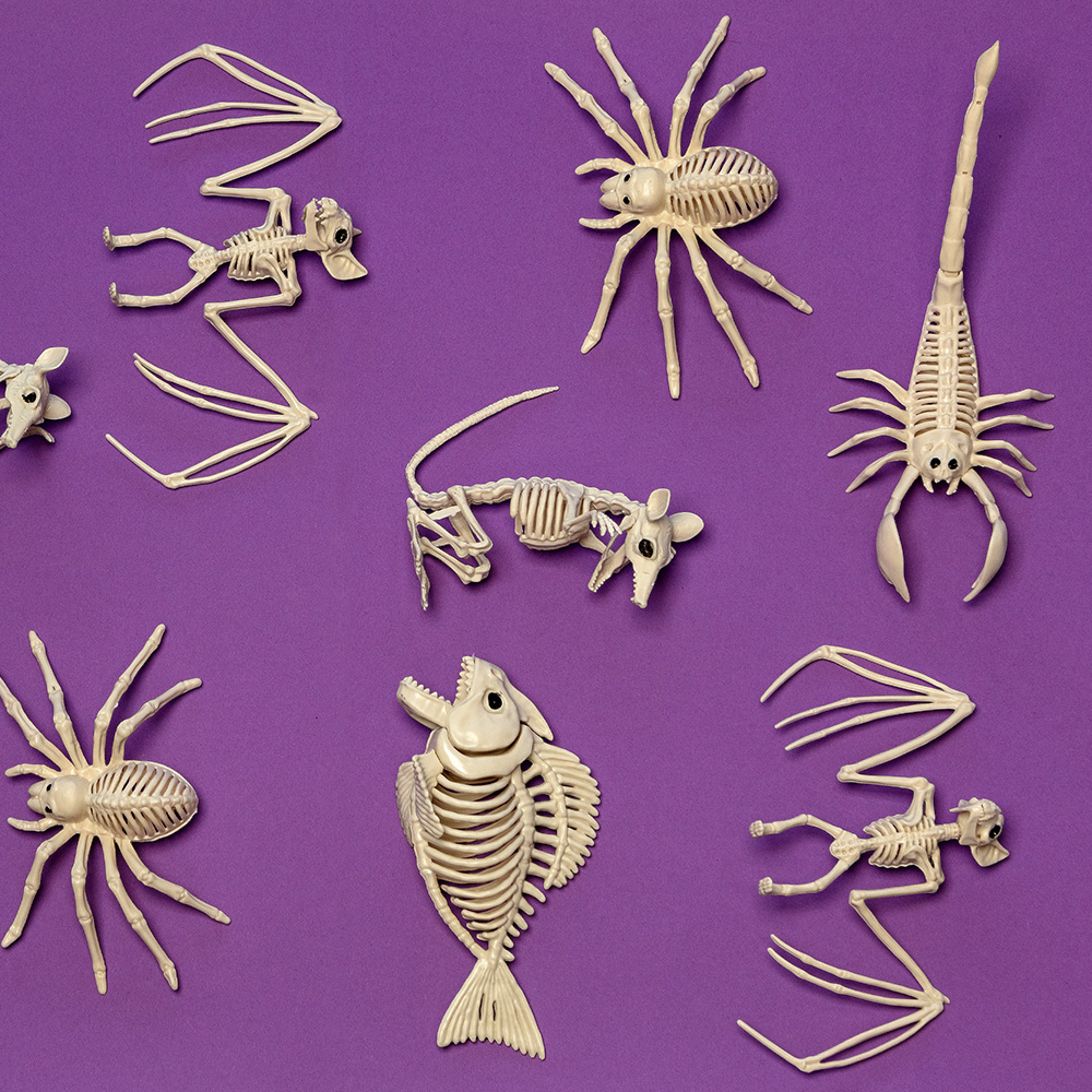 Scheletro di scorpione 33 x 14 x 8 cm – Decorazione di Halloween