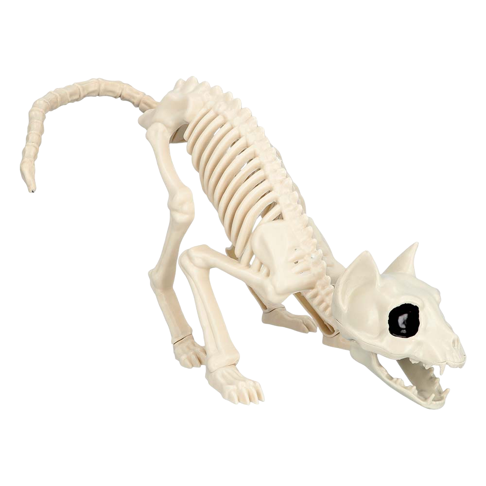 Scheletro di gatto 49 x 18 x 14 cm – Decorazione di Halloween