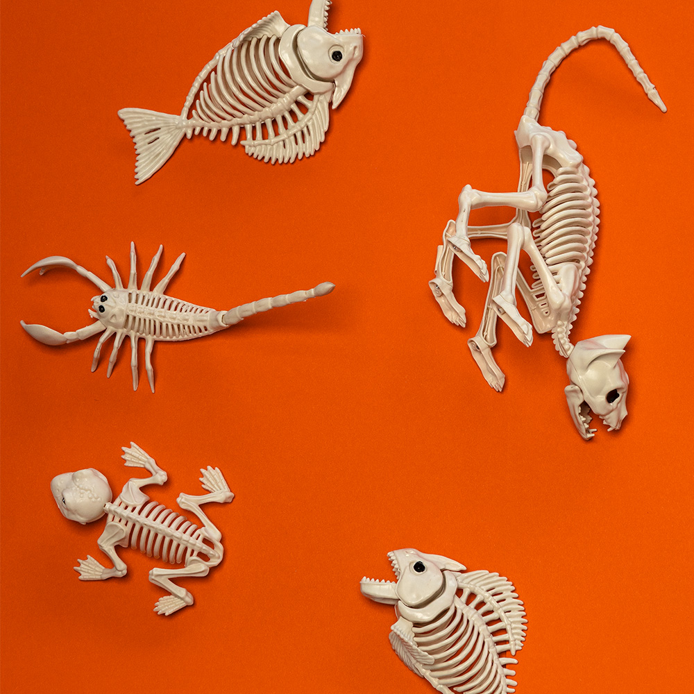 Scheletro di gatto 49 x 18 x 14 cm – Decorazione di Halloween