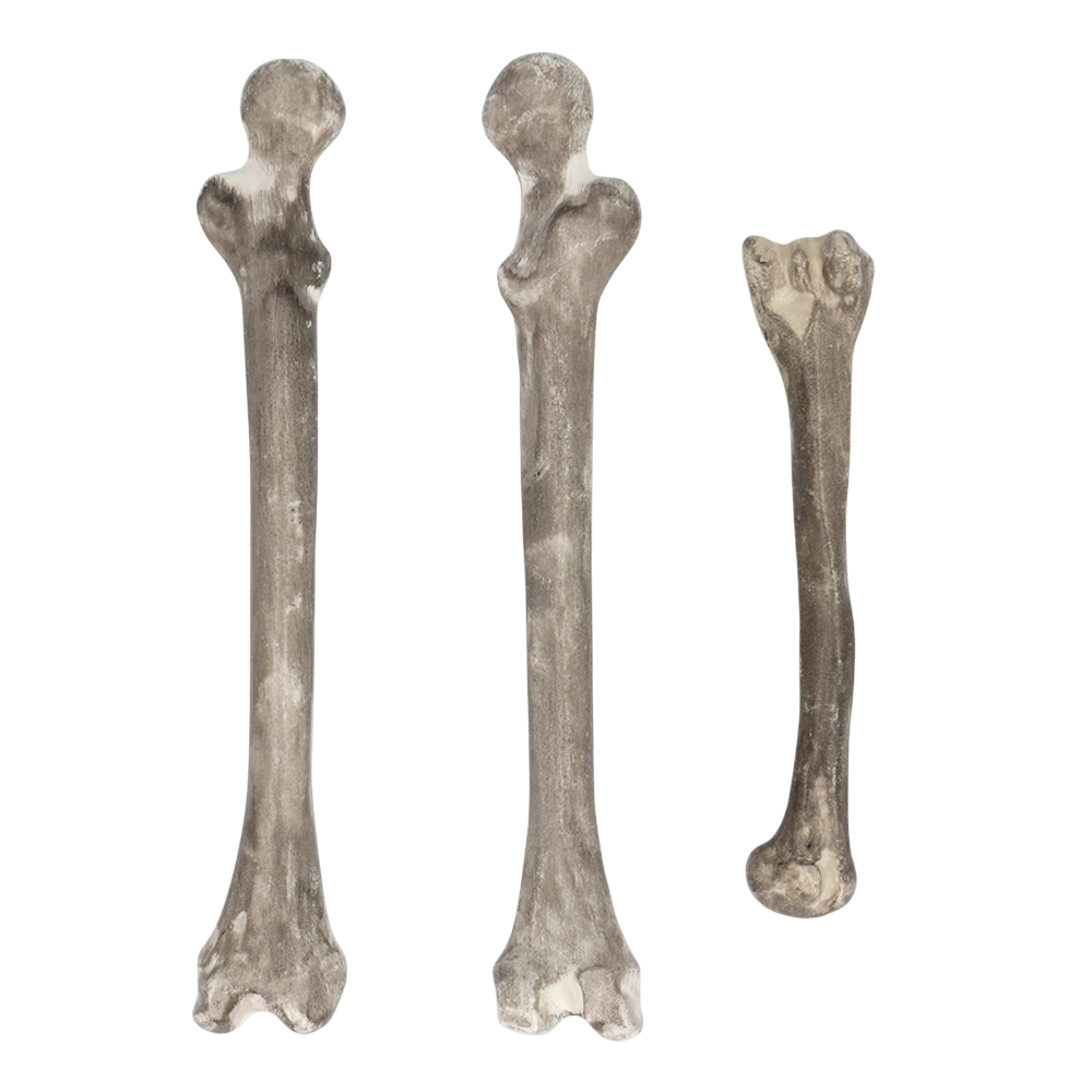 Set di 6 teschi e ossa – Decorazioni di Halloween