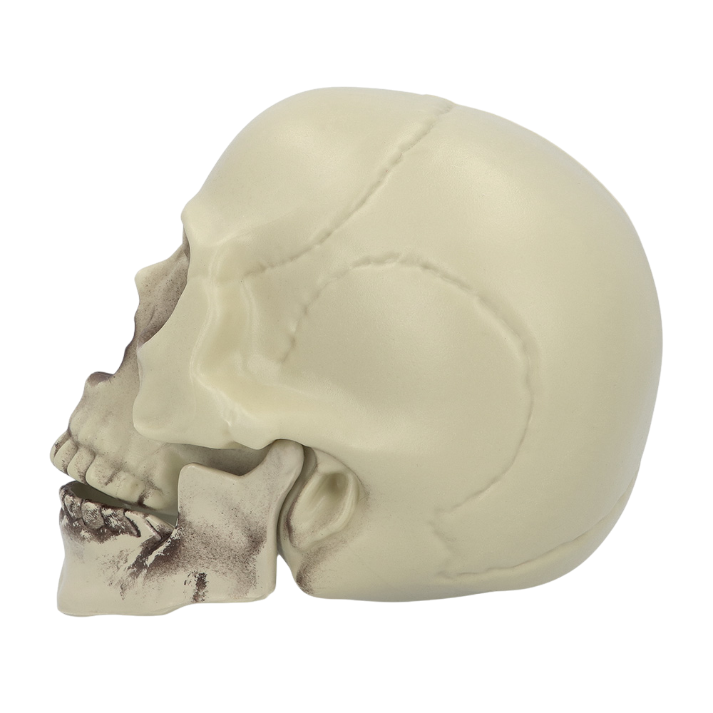 Teschio decorativo 15 x 20 x 16 cm – Halloween