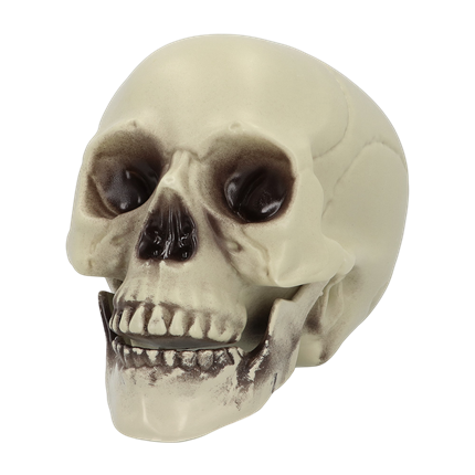 Teschio decorativo 15 x 20 x 16 cm – Halloween