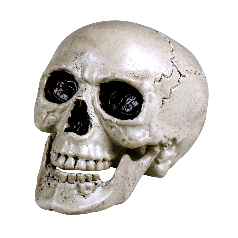 Teschio bianco con mascella mobile, 24 cm – Decorazione di Halloween