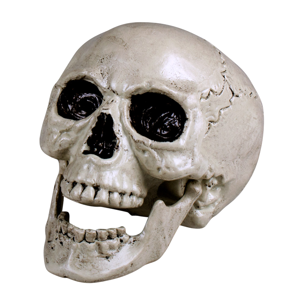 Teschio bianco con mascella mobile, 24 cm – Decorazione di Halloween