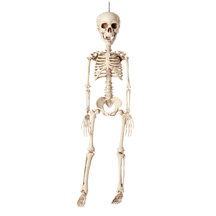 Scheletro da appendere 40 cm – Decorazione di Halloween